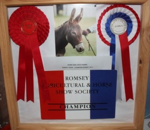 Bunns Miss Coco Chanel Donkey In Hand Champion - Romsey Show