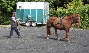 Long Reining -New Forest Pony
