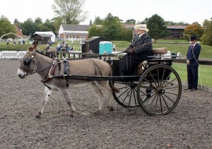 Photo taken BDS Addington 2014 (Courtsey of Yogi Howe) Vehicle 1911 Norfolk Cart